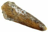 Juvenile Fossil Spinosaurus Tooth - Real Dinosaur Tooth #296879-1